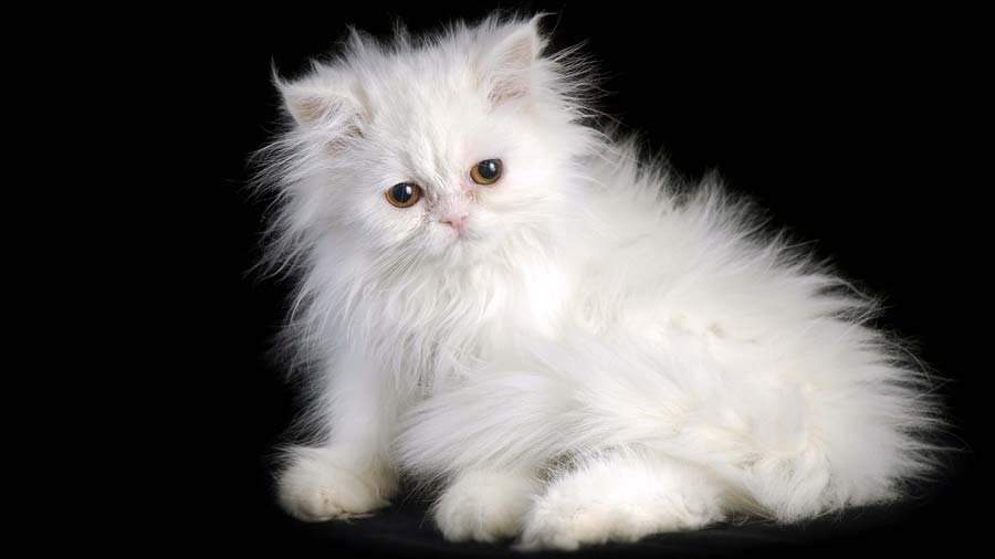 The Cost of White Persian Cats
