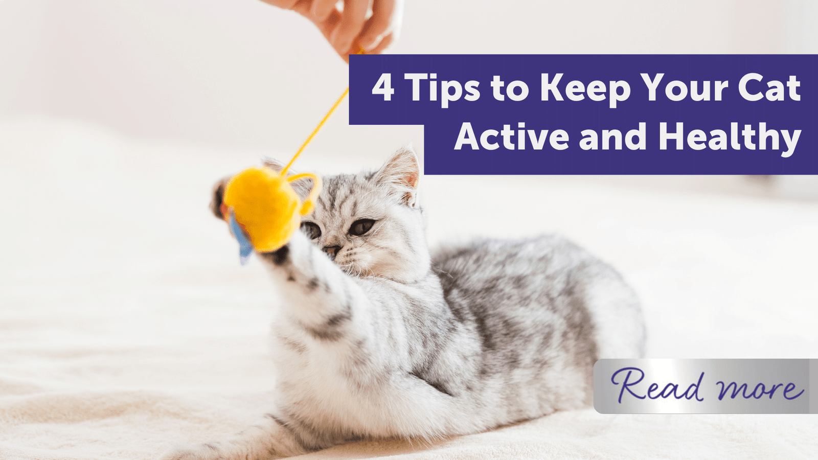 The Importance Of Playtime For Cats: Keeping Your Cat Active And Happy