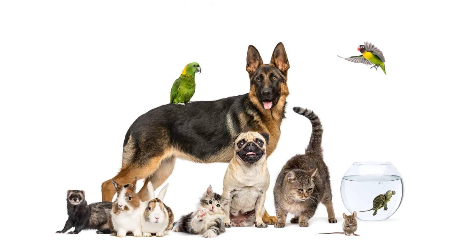 Creating a Peaceful Coexistence for ‌Both Pets and​ Parents