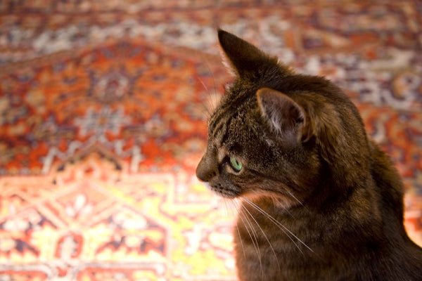 10 Tips for Safeguarding Your Persian Rug from Your Cat