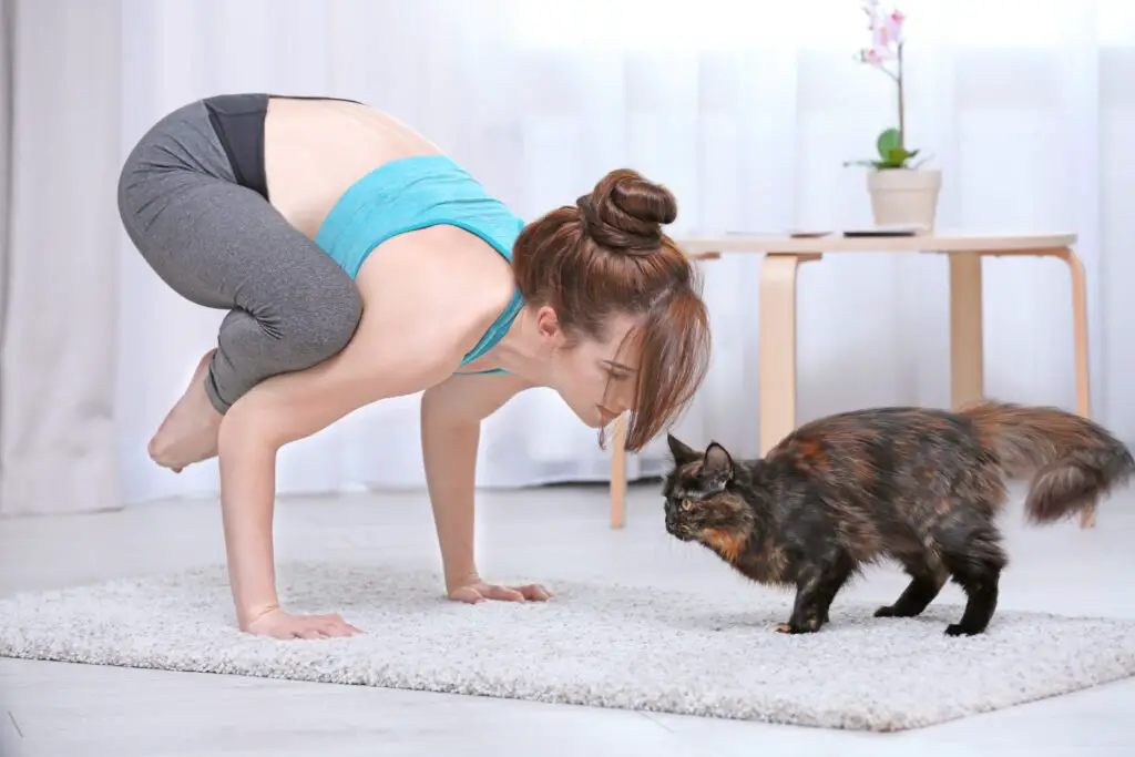 Kitty Yoga: The Benefits Of Practicing Yoga With Your Cat