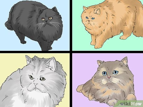Signs that your cat may be a Persian breed