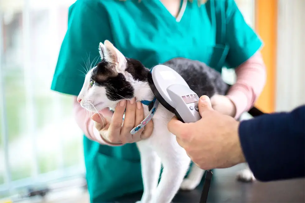 The Benefits Of Microchipping Your Cat