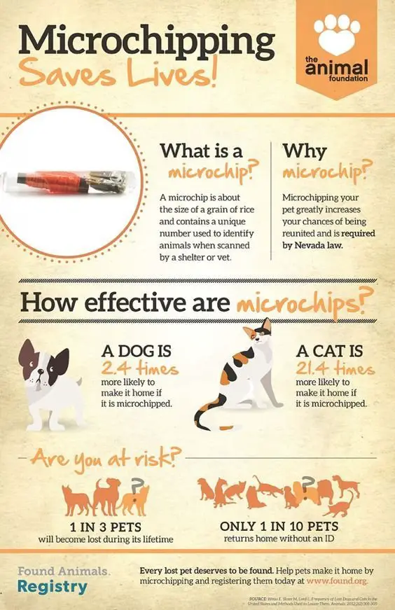 The Benefits Of Microchipping Your Cat