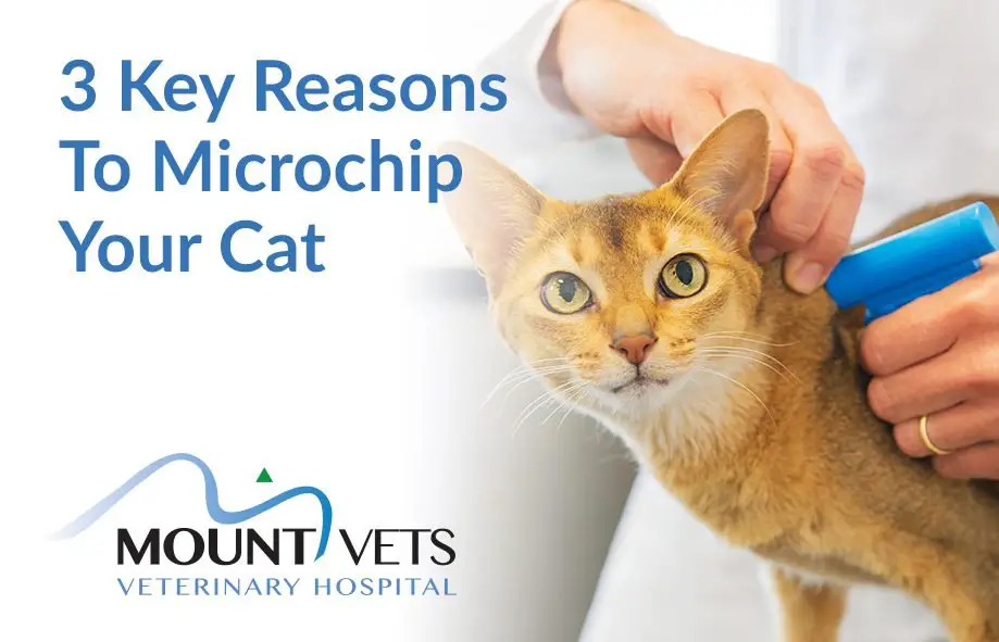 The Benefits Of Microchipping Your Cat