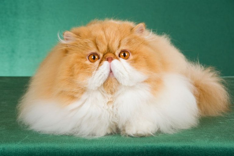 When do Persian cats reach maturity?