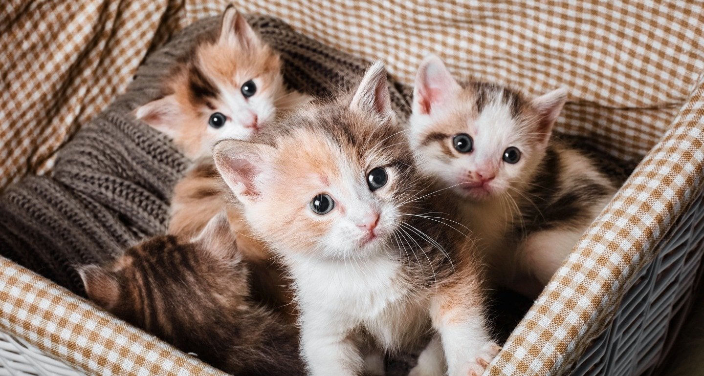 Can Persian Cats Have Multiple Kittens in a Litter?