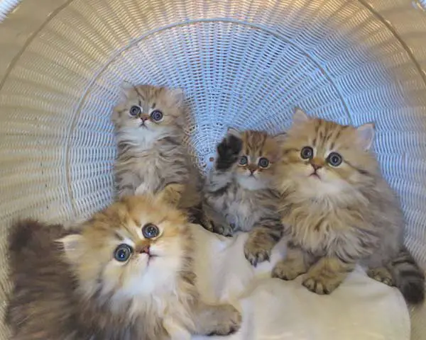 Can Persian Cats Have Multiple Kittens in a Litter?