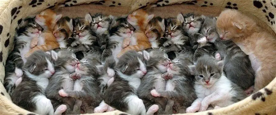 Can Persian Cats Have Multiple Kittens in a Litter?