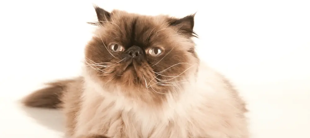 How Big Do Persian Himalayan Cats Get?