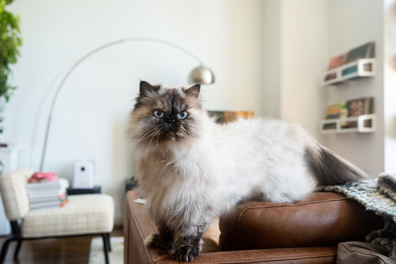 How Big Do Persian Himalayan Cats Get?