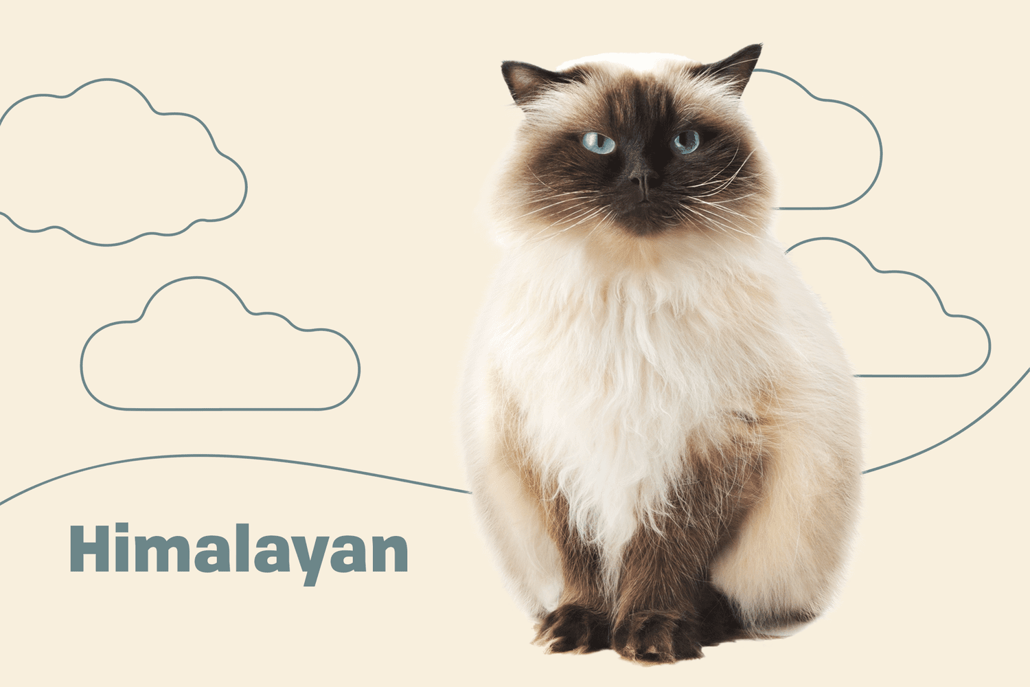 How Big Do Persian Himalayan Cats Get?