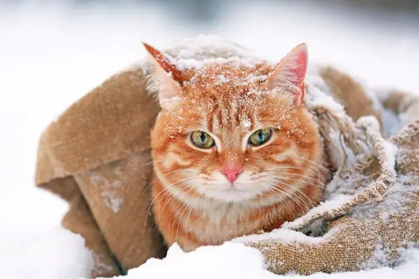 How To Keep Your Cat Safe And Warm In The Winter
