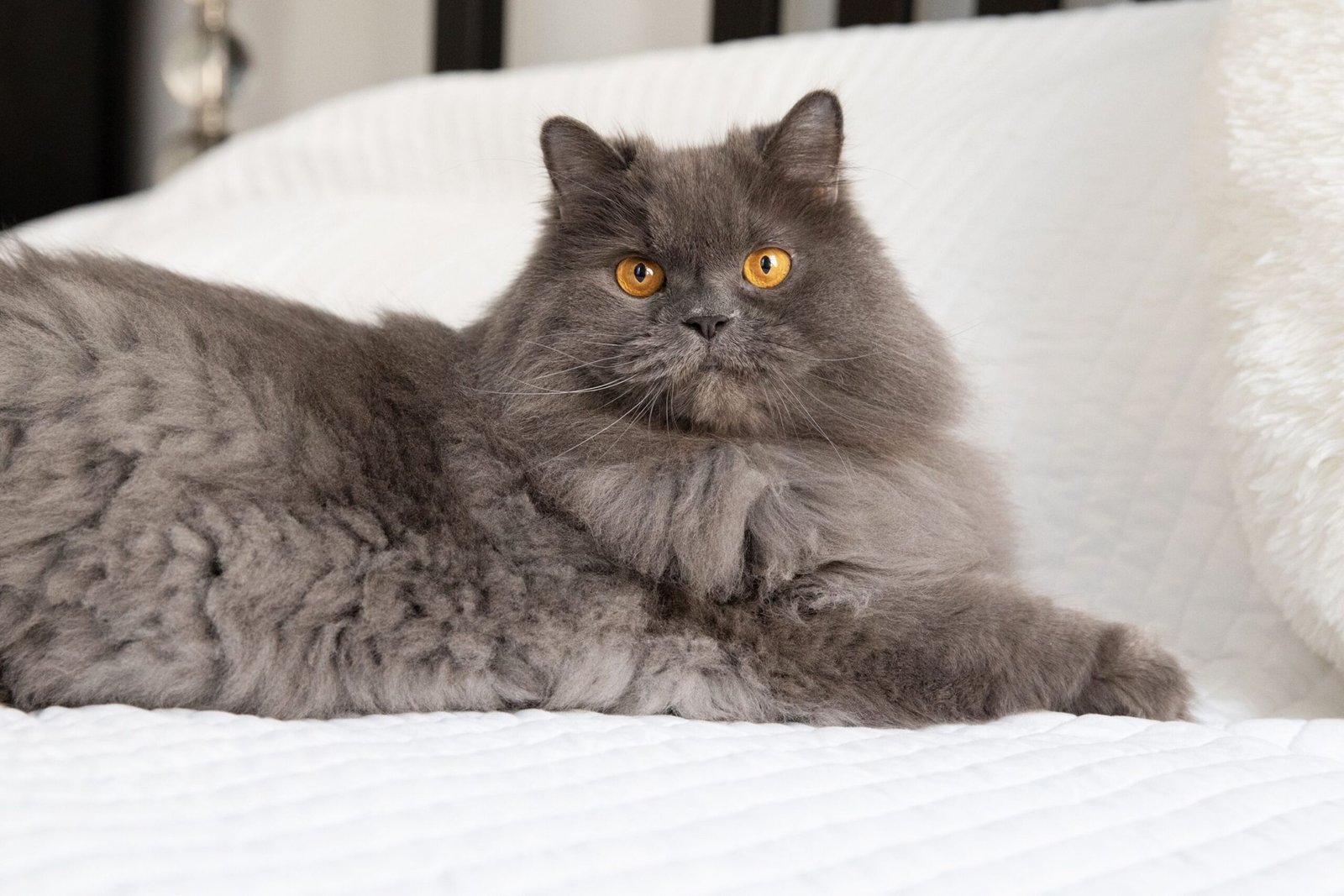 The Origin of the Persian Cat