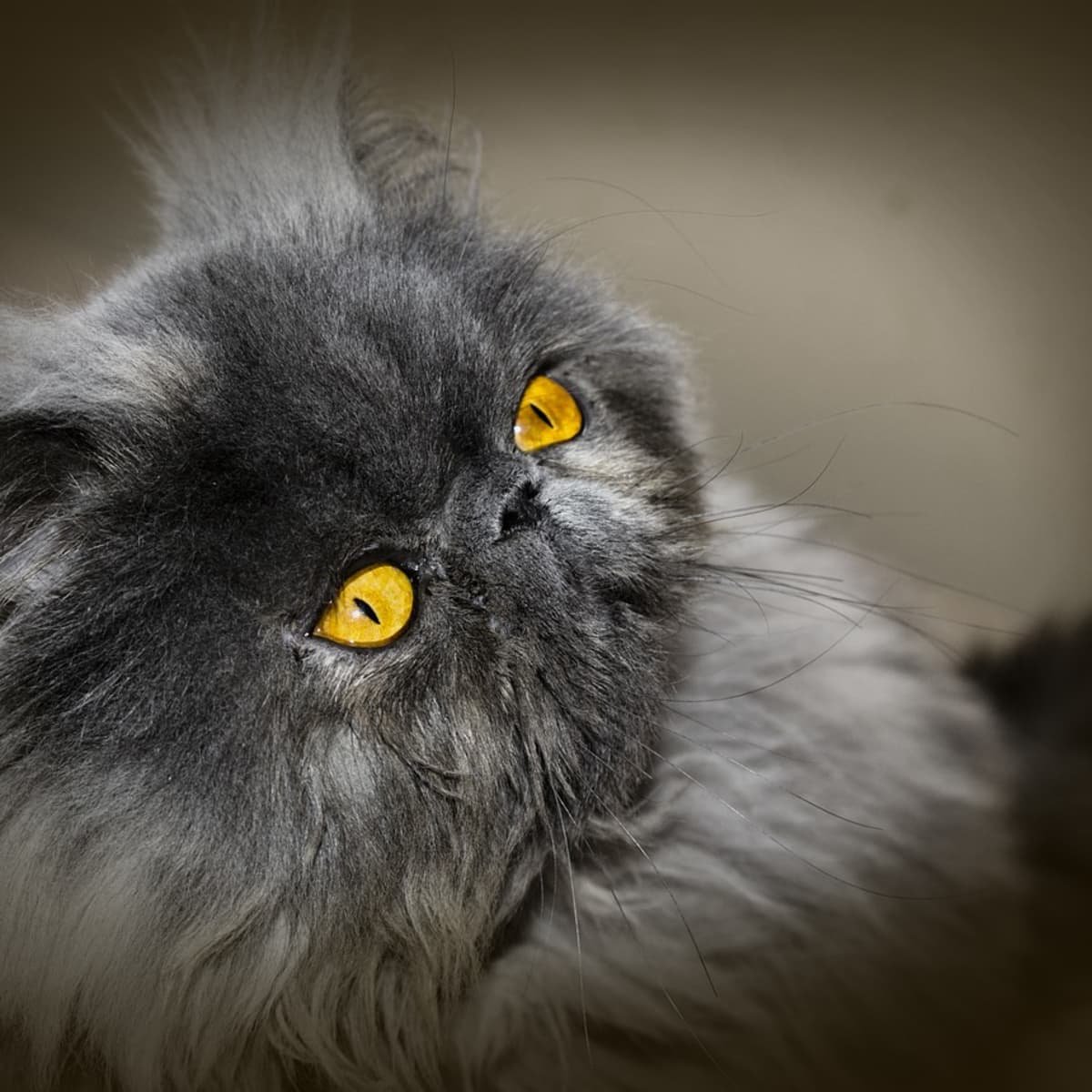 The Origin of the Persian Cat