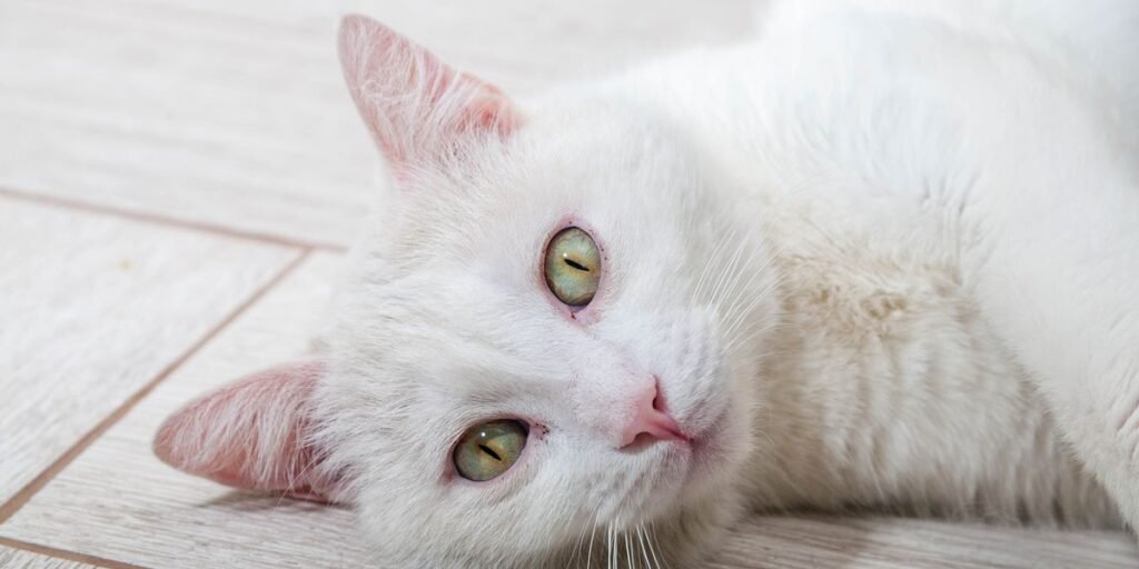 Are White Tabby Cats Rare?