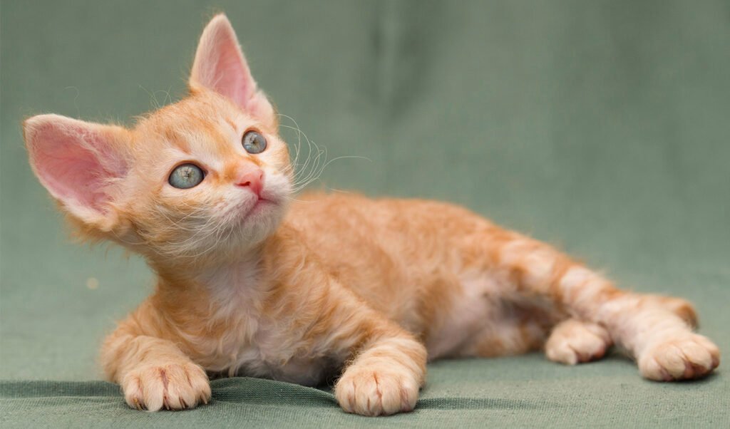 Different Breeds of Orange Tabby Cats