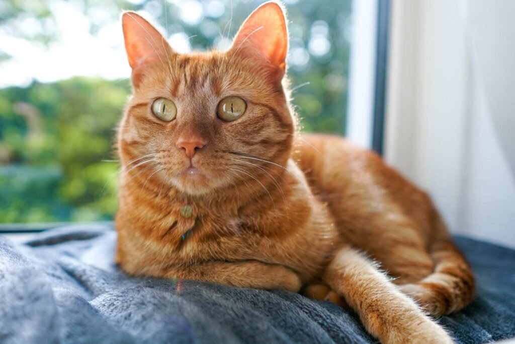 Different Breeds of Orange Tabby Cats
