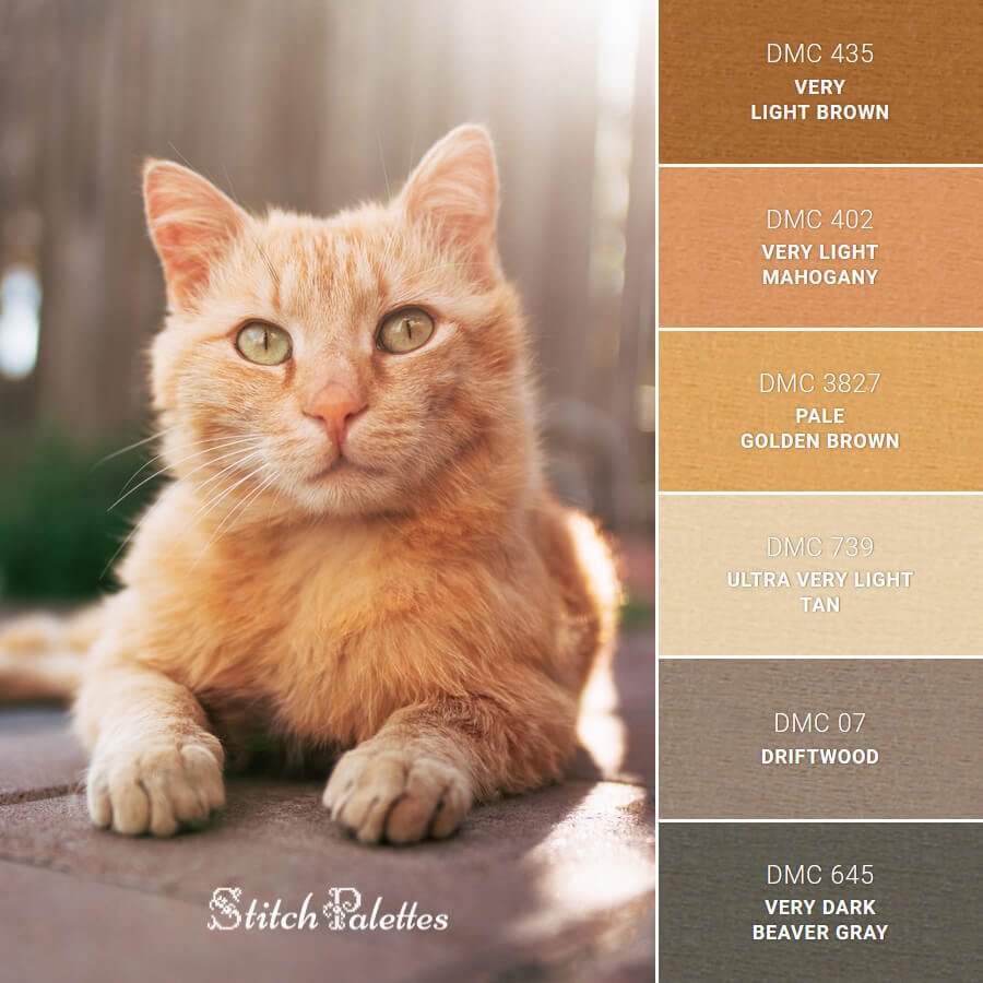 The Beautiful Color of a Tabby Cat