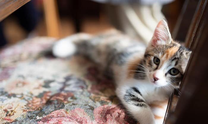 How Long Do Calico Tabby Cats Live?