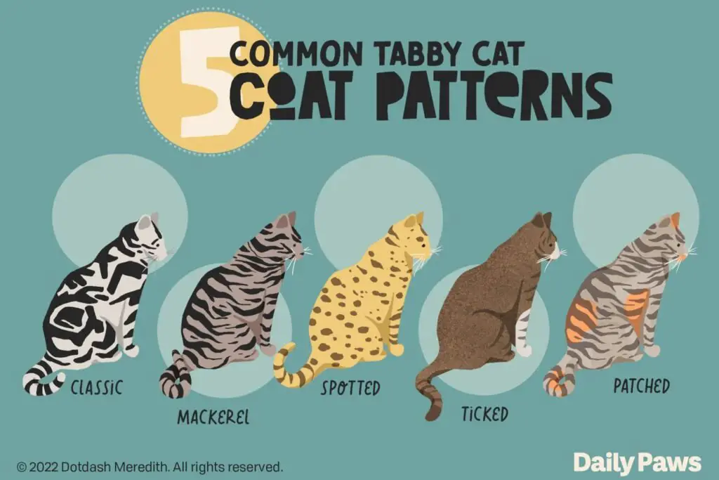 The Colors of Tabby Cats