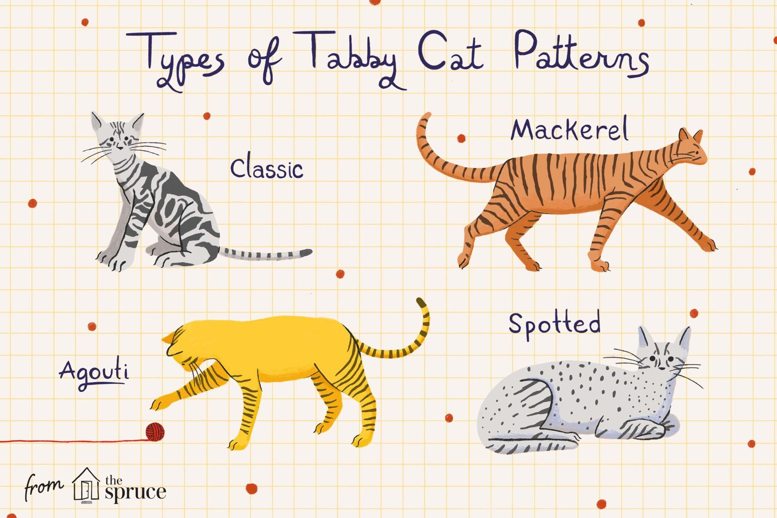 The Colors of Tabby Cats