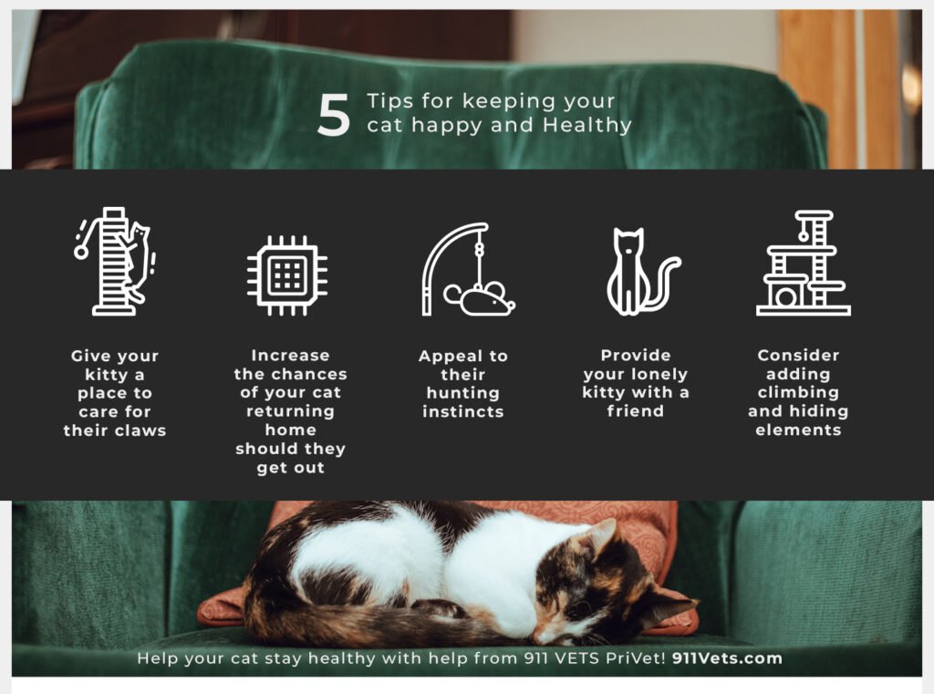 How To Keep Your Cat Healthy And Happy