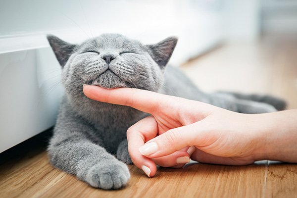 How To Keep Your Cat Healthy And Happy