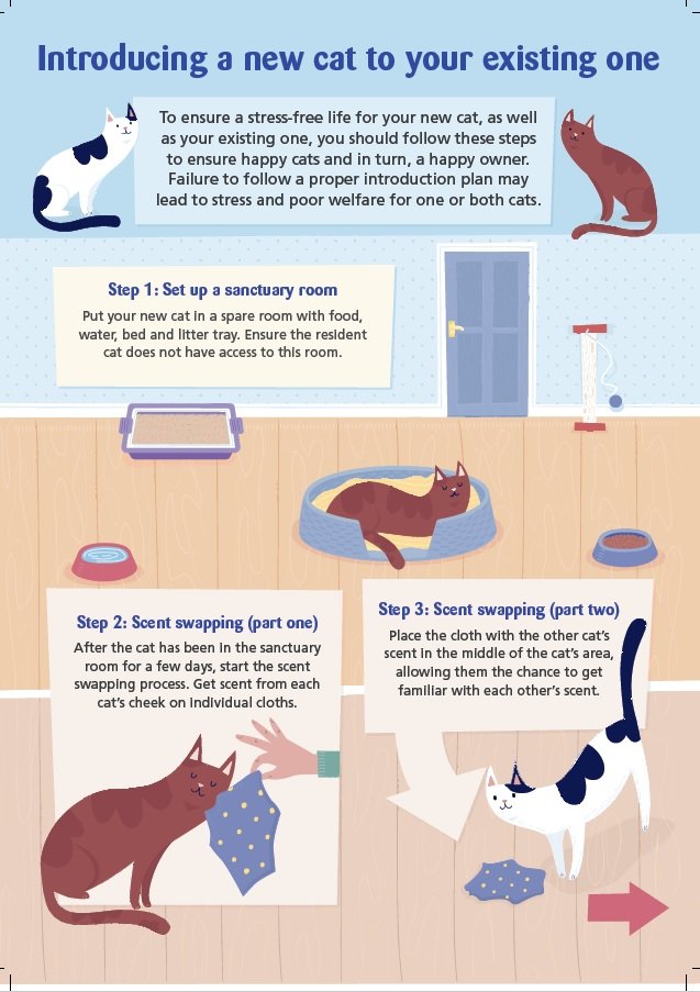 Top Ways To Introduce A New Cat To Your Home