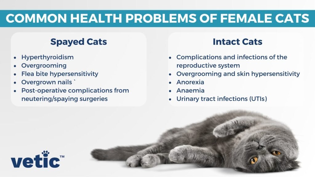 Common Cat Health Issues And How To Prevent Them