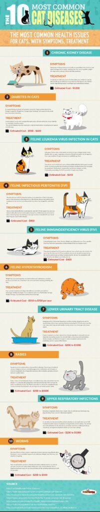 Common Cat Health Issues And How To Prevent Them
