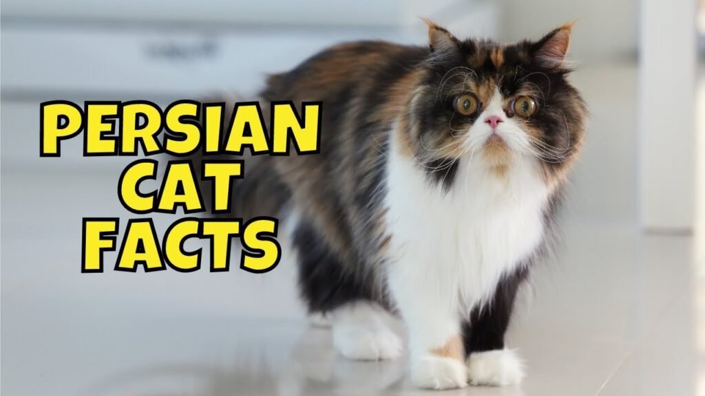 10 amazing facts about Persian cats