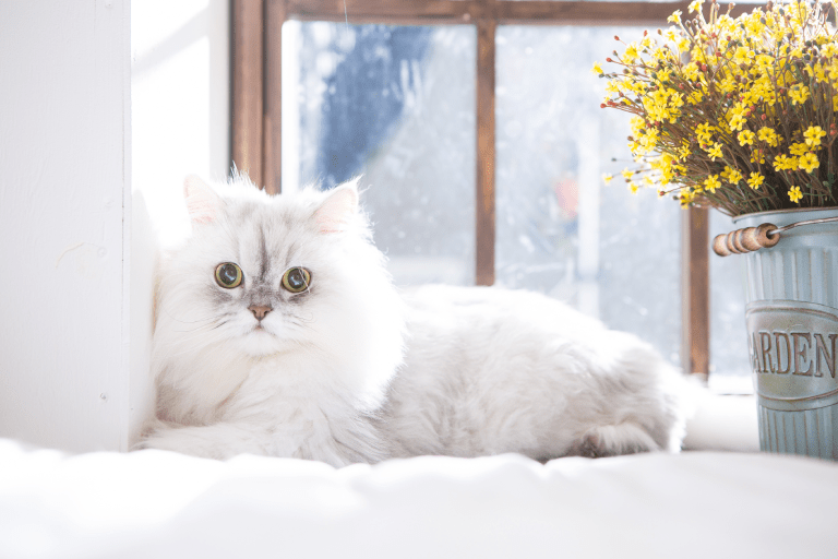 10 amazing facts about Persian cats