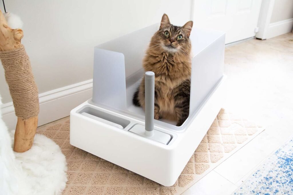 Best Litter Box Options For Your Cat