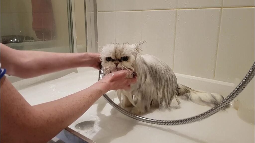 Do Persian Cats Need Regular Baths?