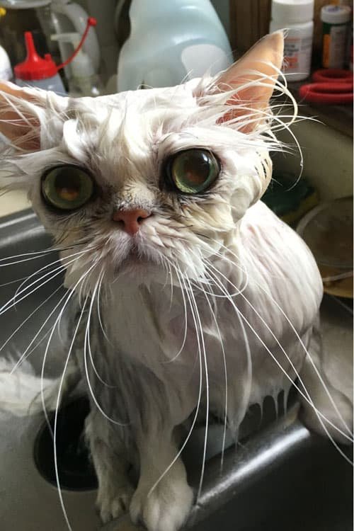 Do Persian Cats Need Regular Baths?