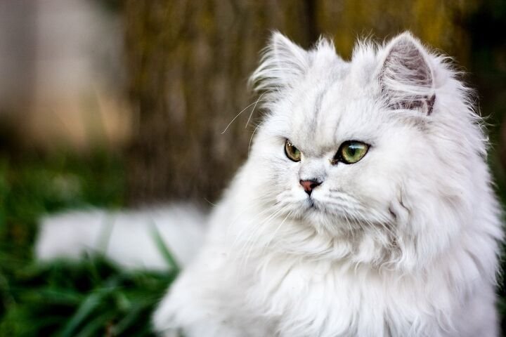 Comparing Chinchilas: What They Have in Common with Persian Cats