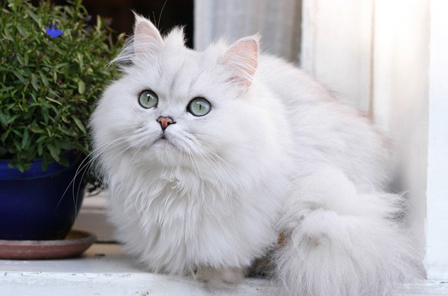 Comparing Chinchilas: What They Have in Common with Persian Cats