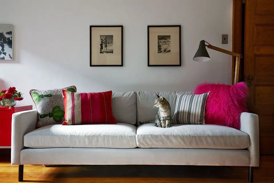 Incorporating Your Cats Memory Into Your Home Decor