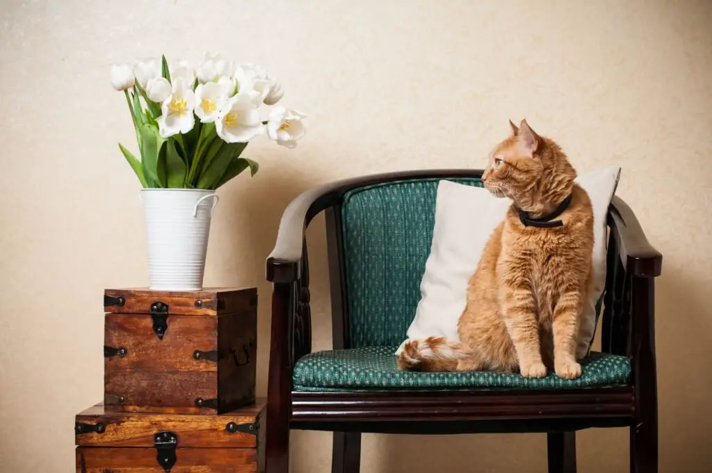 Incorporating Your Cats Memory Into Your Home Decor