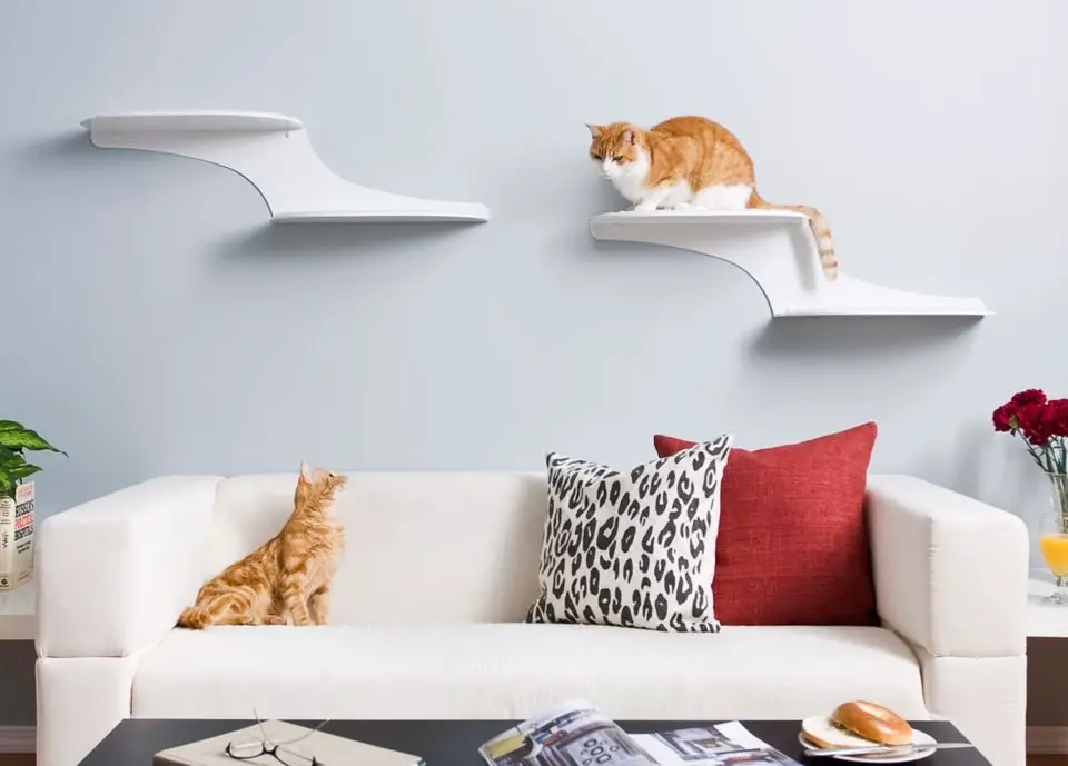 Incorporating Your Cats Memory Into Your Home Decor