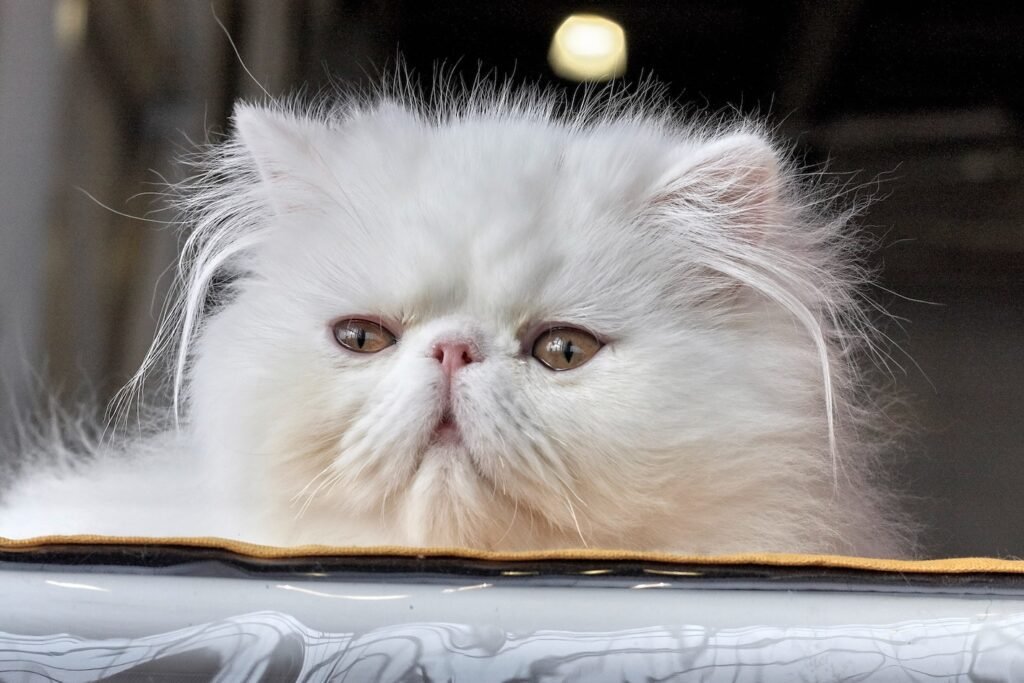 Is Owning a Persian Cat Legal?