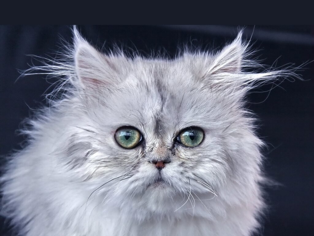 Is Owning a Persian Cat Legal?