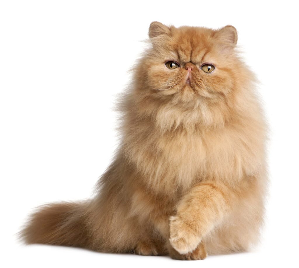 Understanding the Personality of a Persian Cat