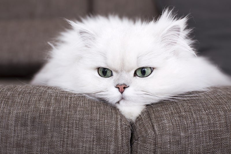 Understanding the Personality of a Persian Cat