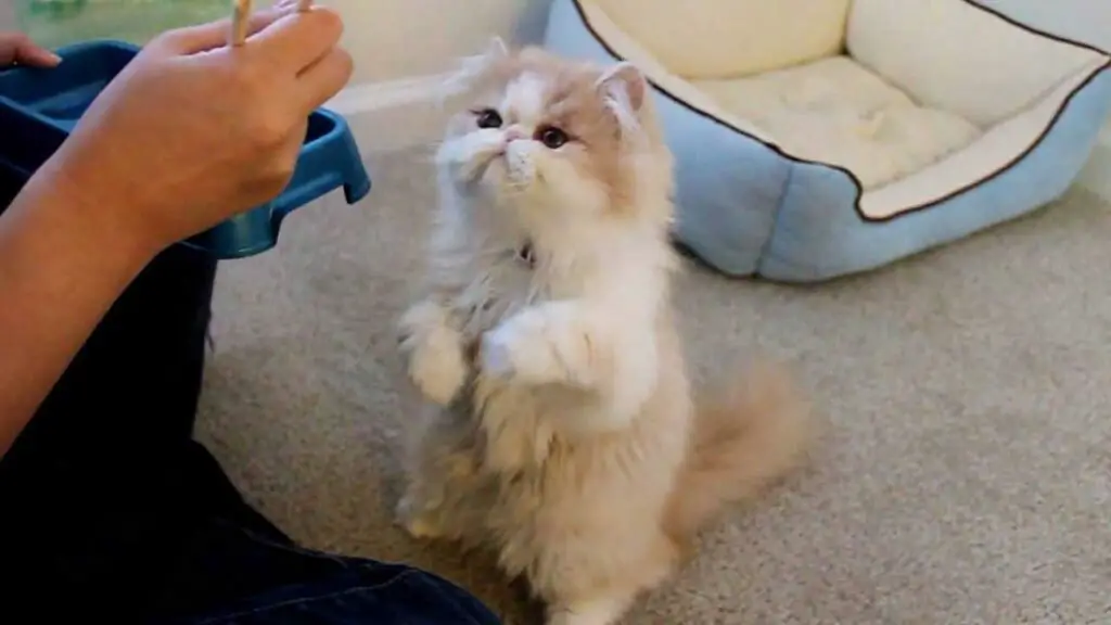 What to Feed Your Persian Cat