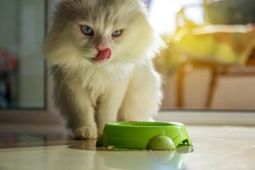 What to Feed Your Persian Cat