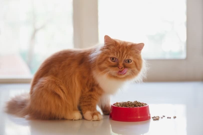 What to Feed Your Persian Cat