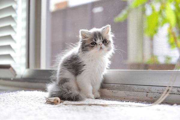 The Exotic Longhair Tabby