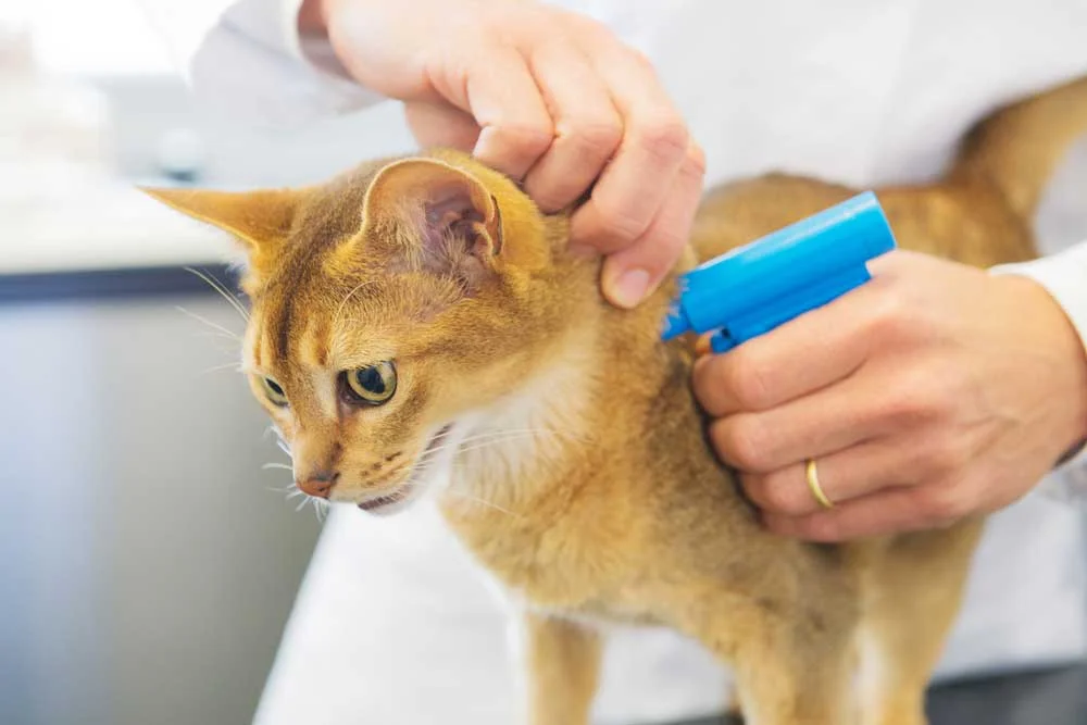 The Benefits Of Microchipping Your Cat